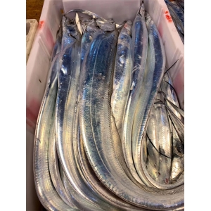 一品鮮帶魚
