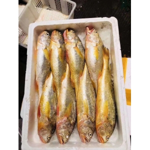 大陳黃魚